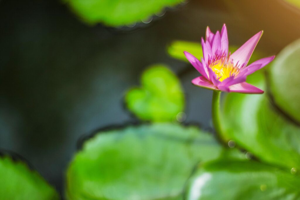 Pink color fresh lotus blossom or Purple water lily flower blooming on pond background Stock Free