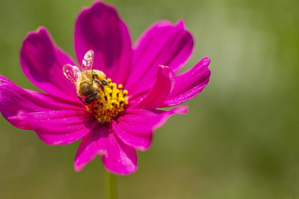 The bee is searching for nectar on the flowers in the garden, with the pollen of yellow flowers stuck in the bee. Stock Free