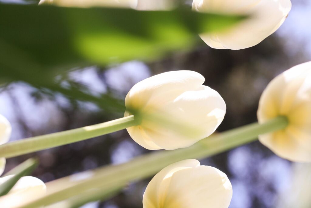 White tulip flower on a green background Stock Free