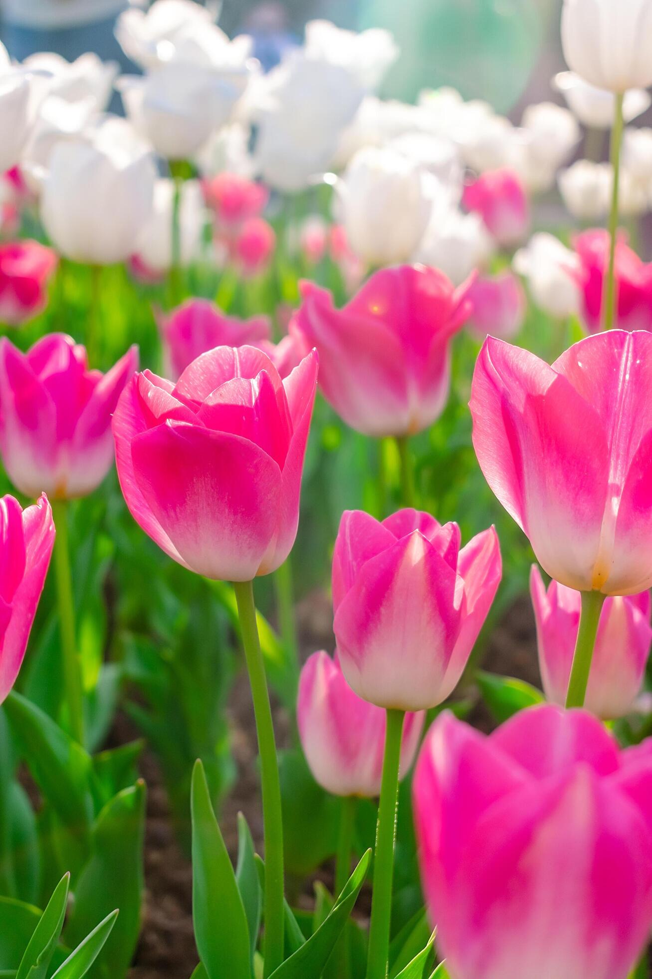 Background of many bright pink tulips. Floral background from a carpet of bright pink tulips. Stock Free