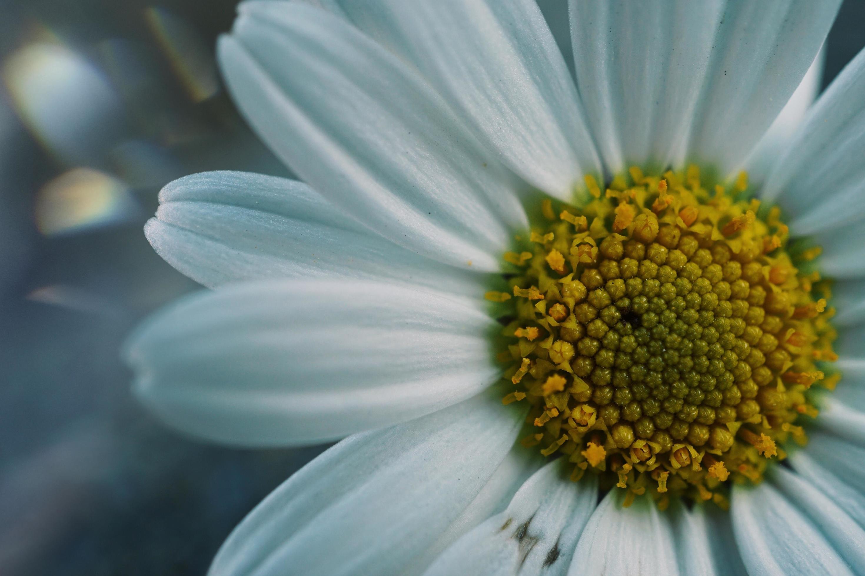 Beautiful white daisy flower in the spring season Stock Free