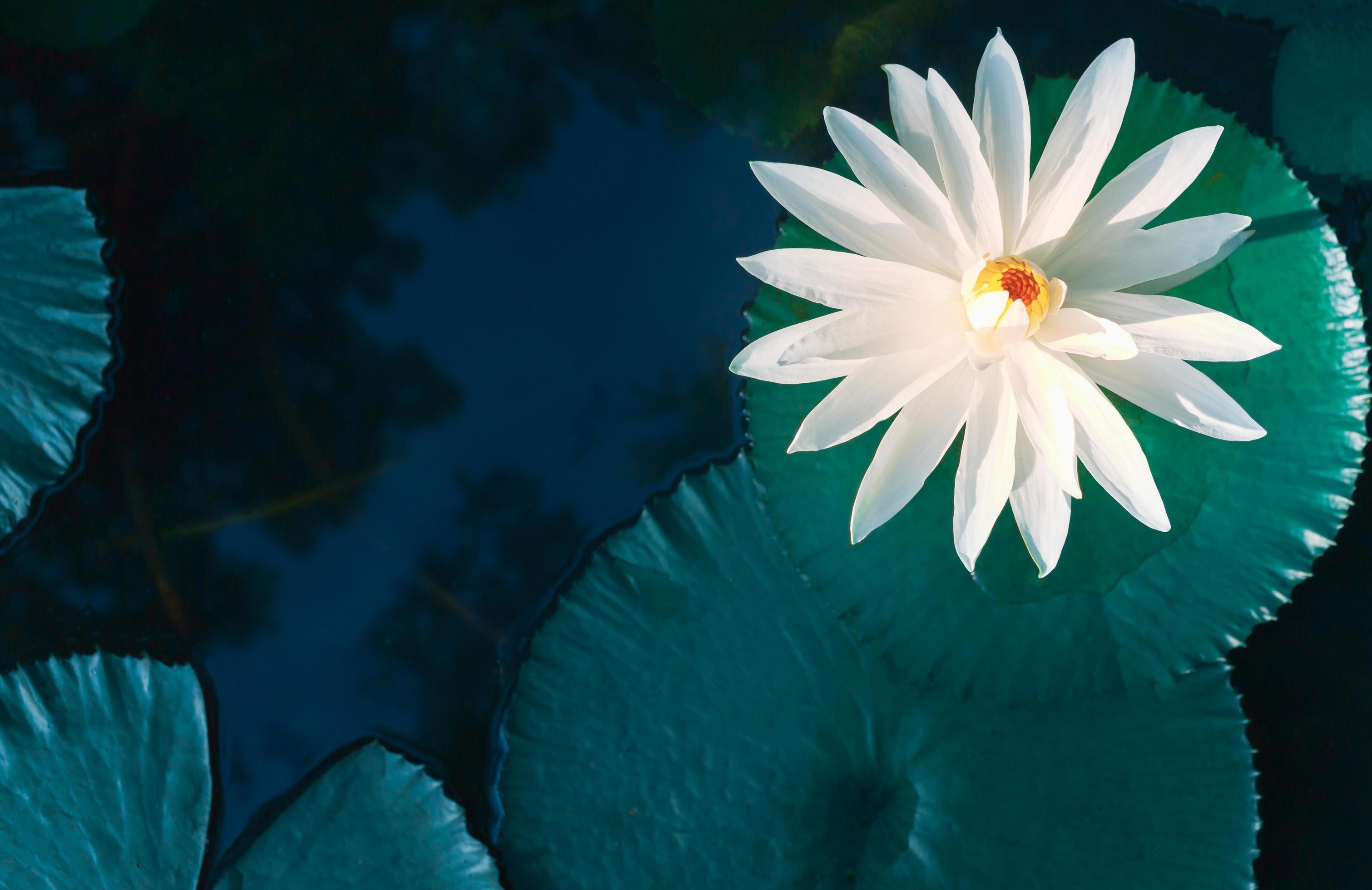 Beautiful white lotus or waterlily and white lotus leaf in the blue pond.lotus flower background Stock Free