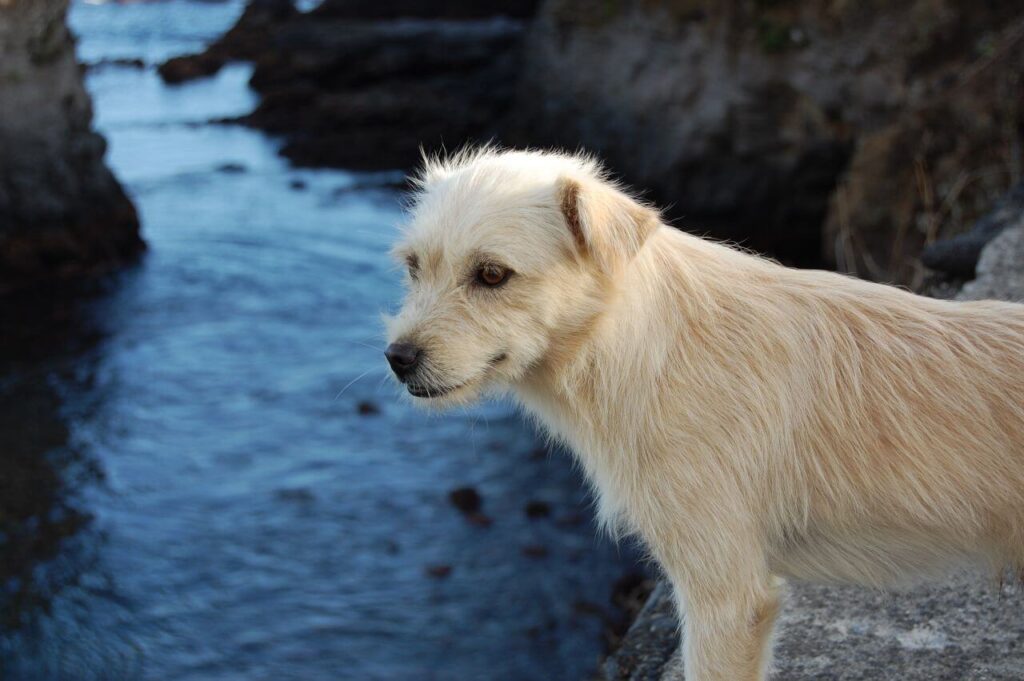 Wet Dog by Lake Stock Free