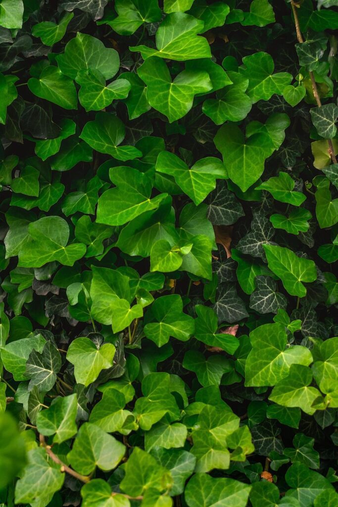 Ivy background with many green succulent leaves. Ivy leaves. Stock Free