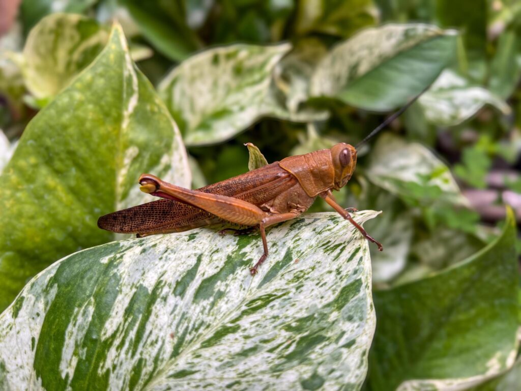 Beautiful grasshopper on natural green leaves background, closeup Stock Free