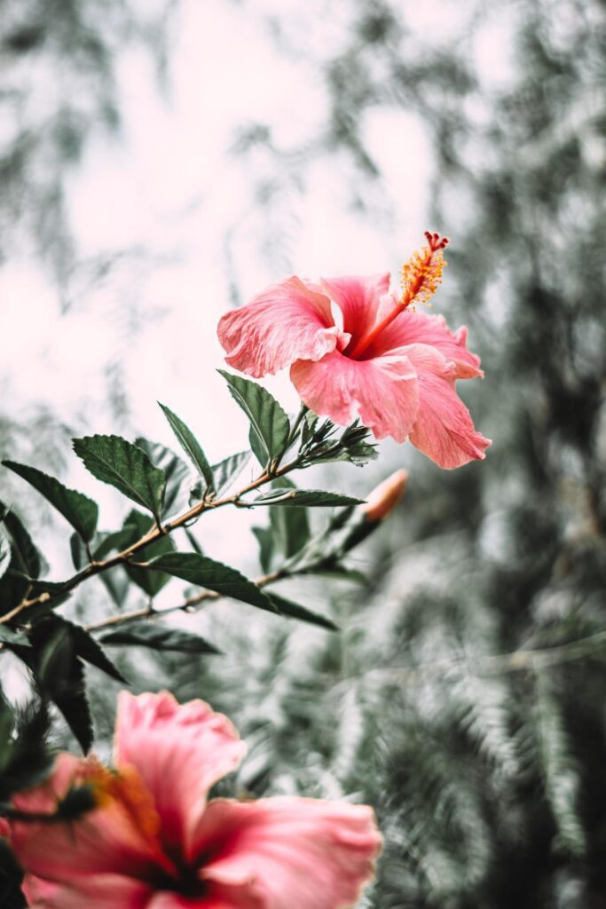 Pink hibiscus flower in bloom Stock Free