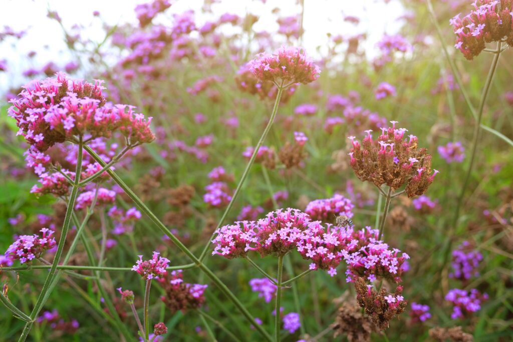 Blooming Violet verbena flowers with natural sunlight in meadow Stock Free