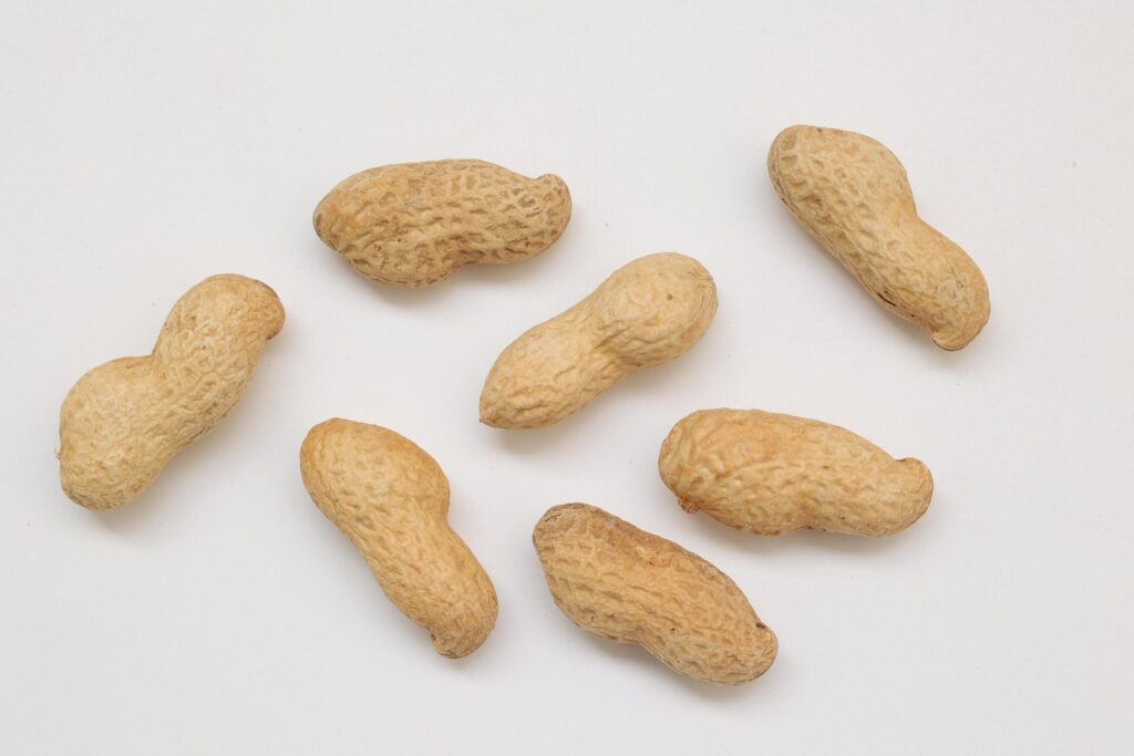 Peanut on white background Stock Free