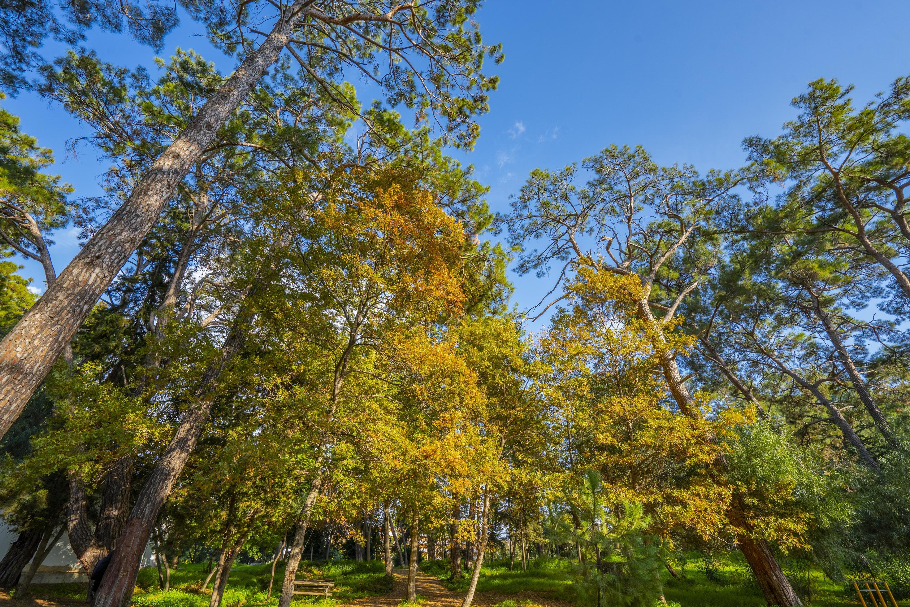 peaceful natural environment in the forest Stock Free