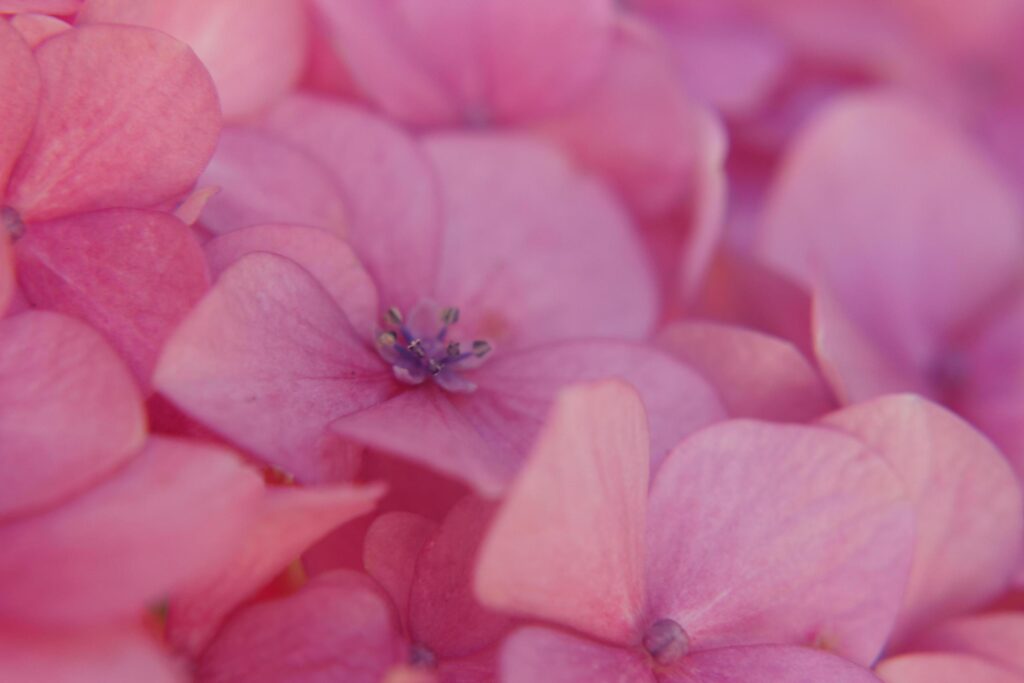 Pink Hydrangea Flowers Stock Free