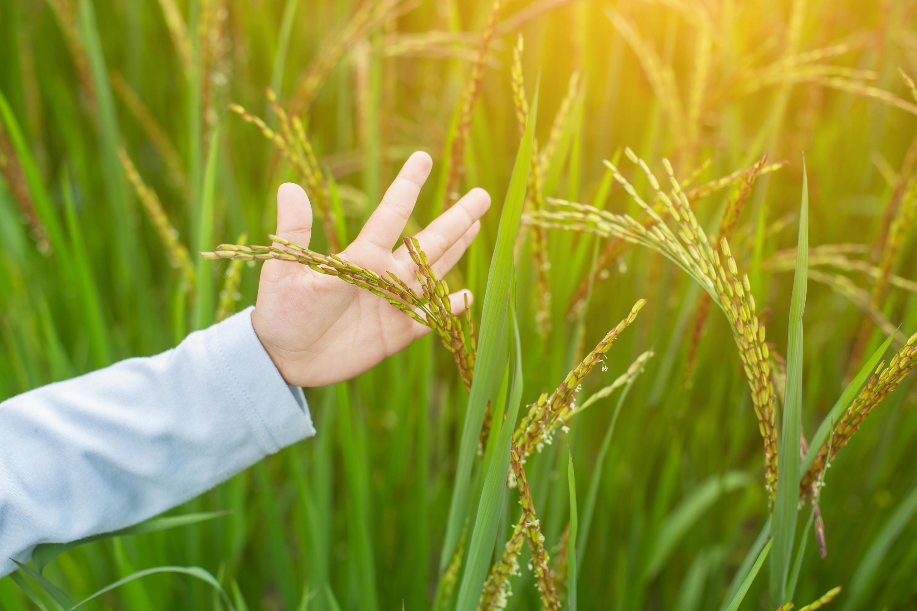 Hand of Young Woman Enjoying Nature with sunrise. Stock Free