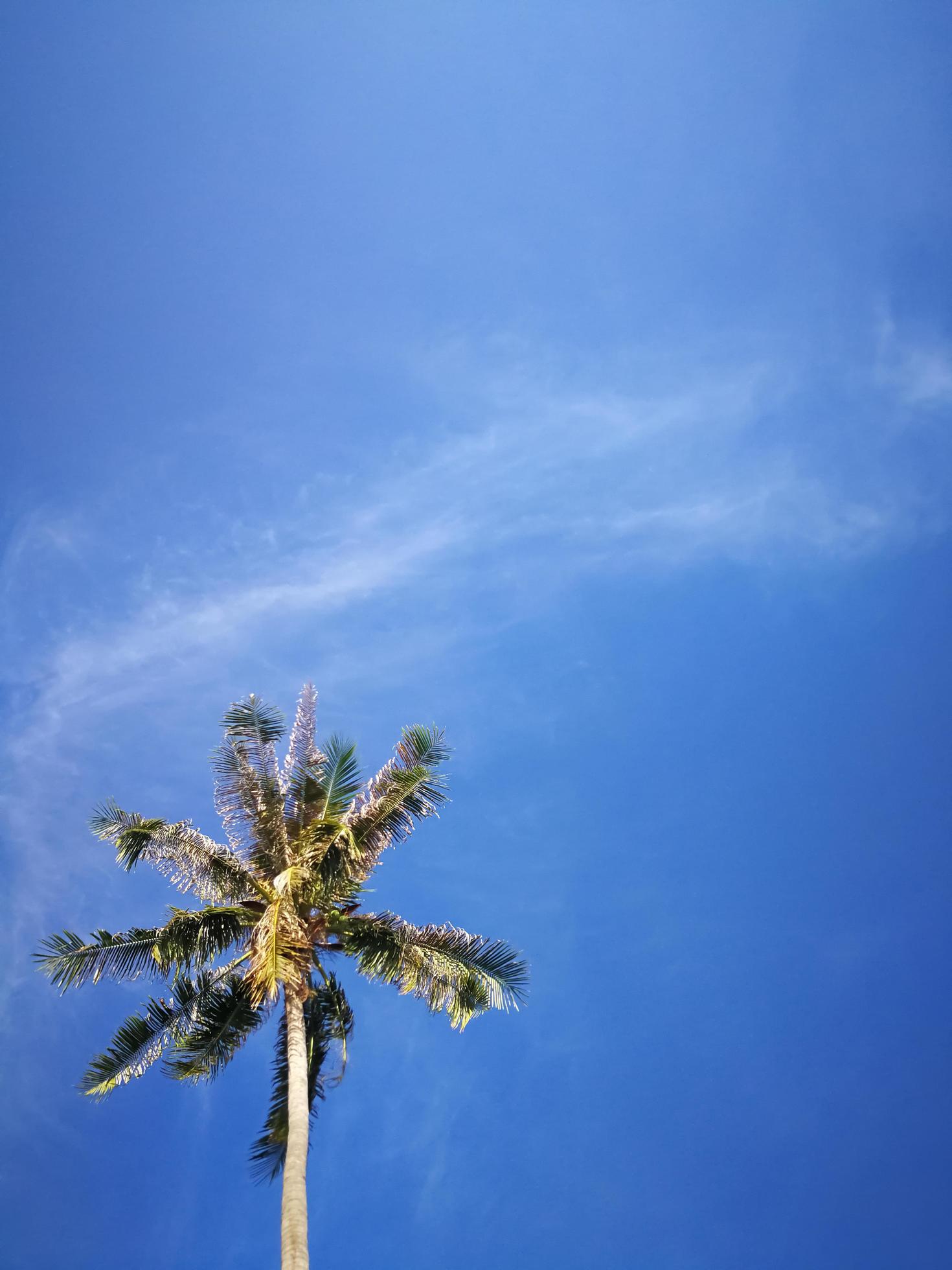 Summer nature scene, Tropical plants, Coconut palm trees on blue sky background. Stock Free