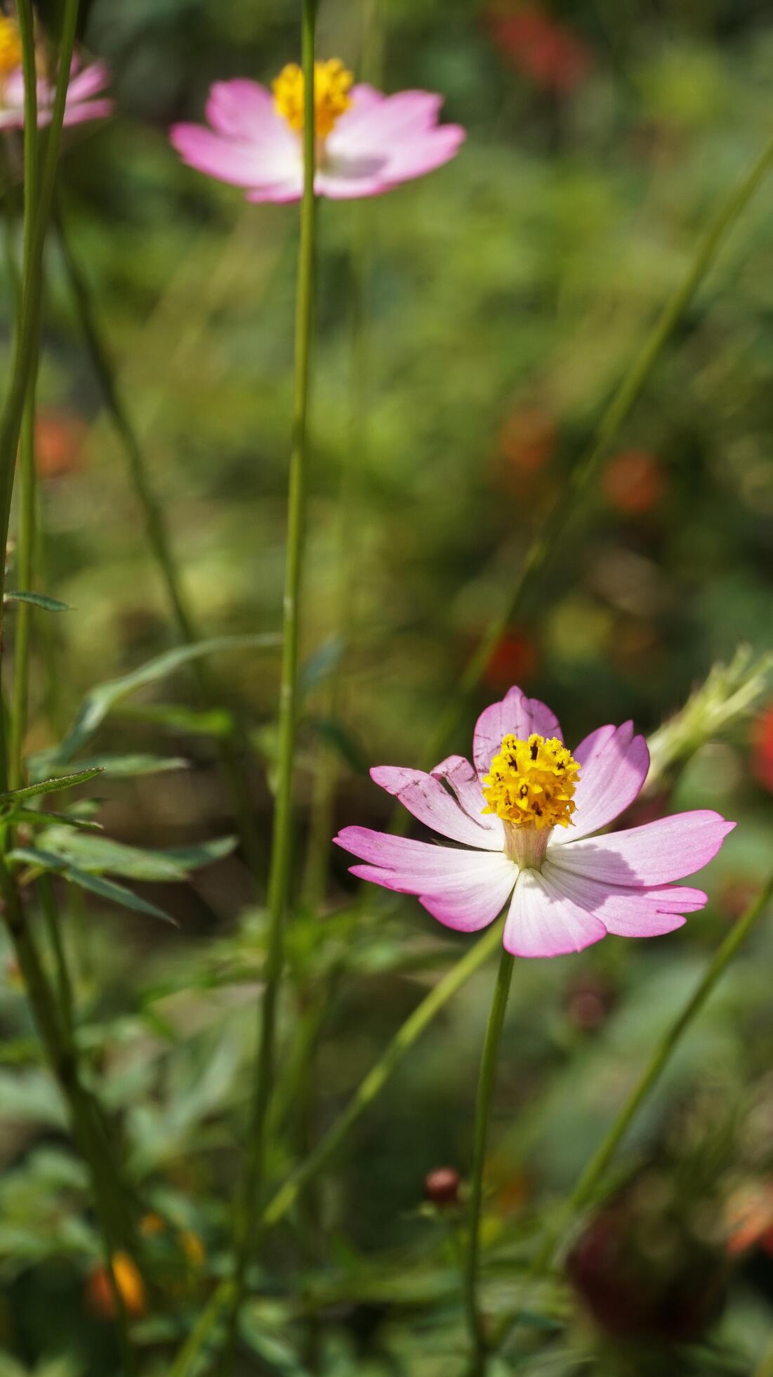 beautiful,Colorful flower background images,nature background Stock Free