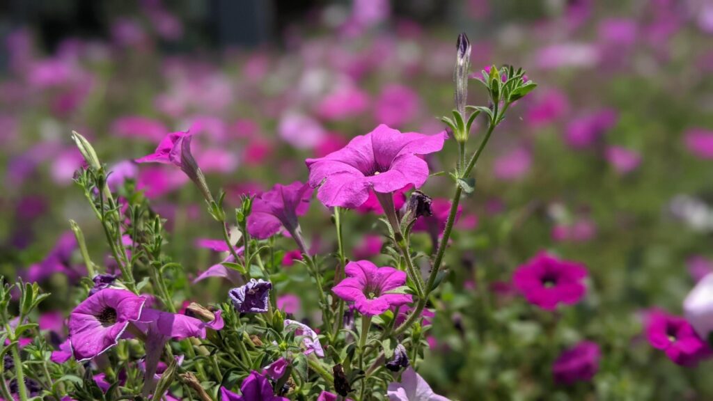 Colorful petunia flowers close up. shots with natural background. Stock Free