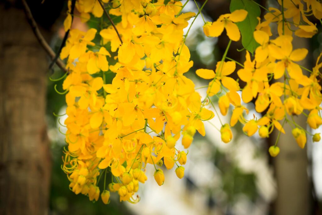 Beautiful golden shower flower Ratchaphruek, tropical yellow flower blooming in summer garden Stock Free