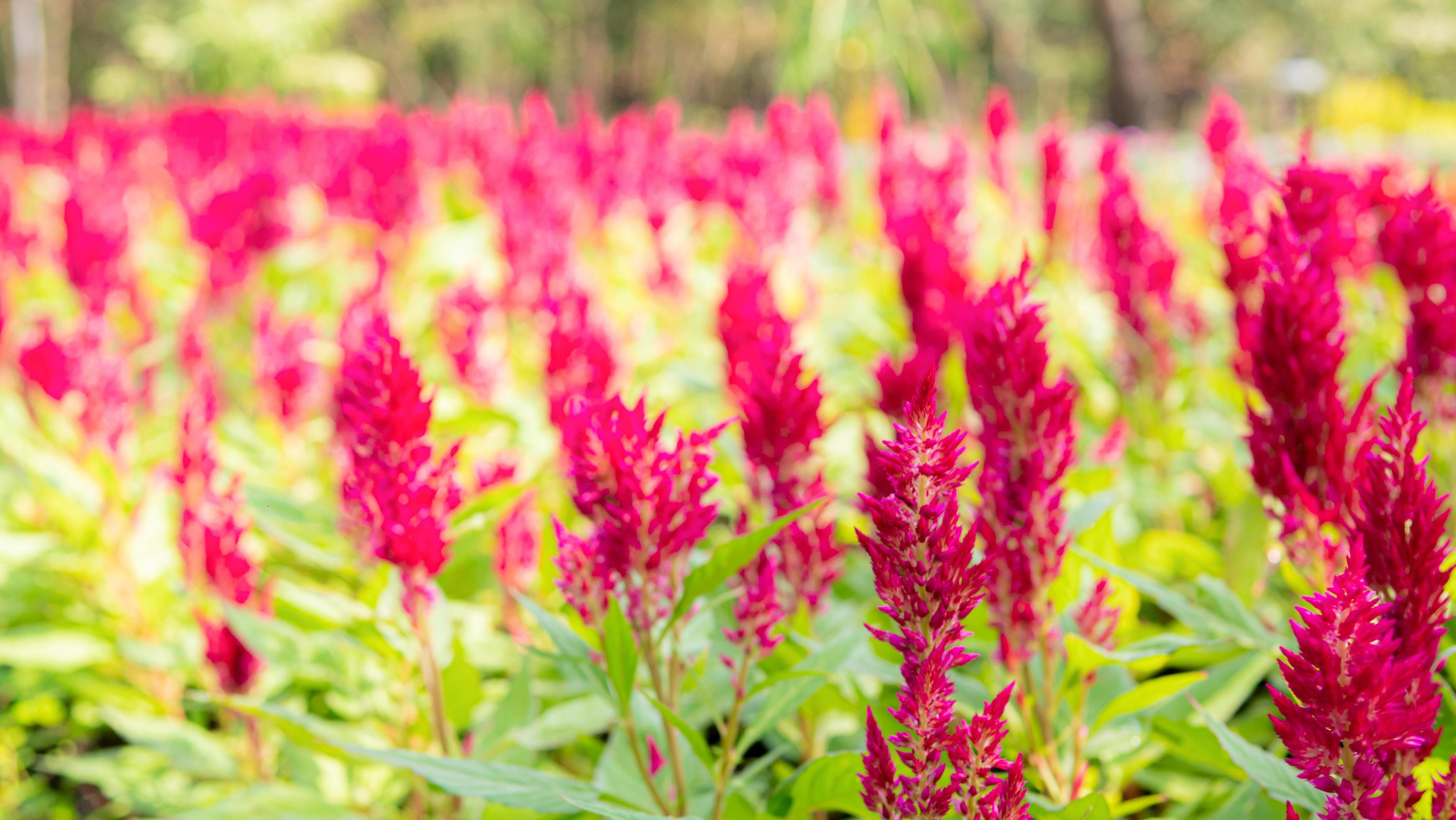 The dark pink flower is called Cockscomb or Chainese Wool Flower.The scientific name is Celosia argentea Linn. Stock Free