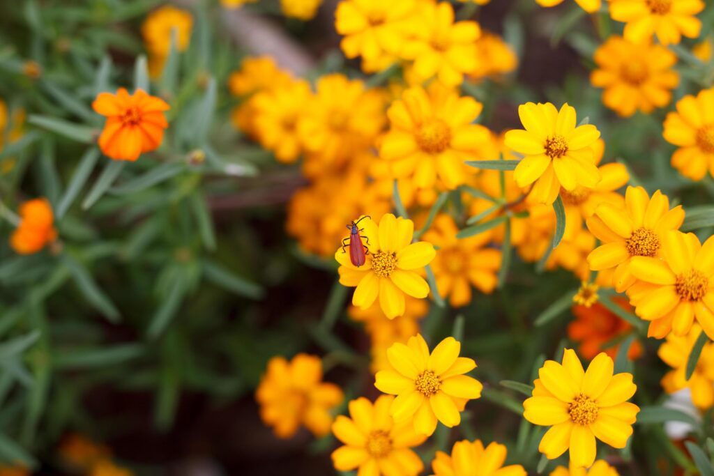 Red lily beetle on flower Stock Free