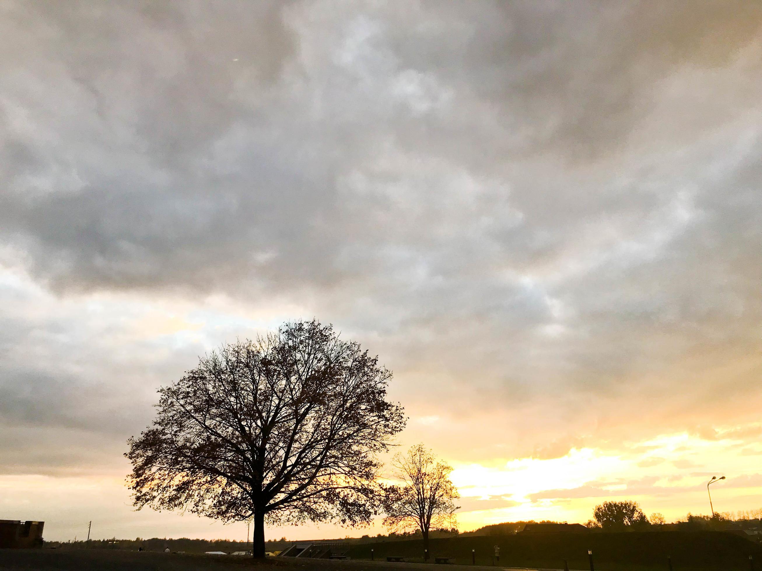 Landscape of a beautiful park and autumn nature with trees at sunset Stock Free