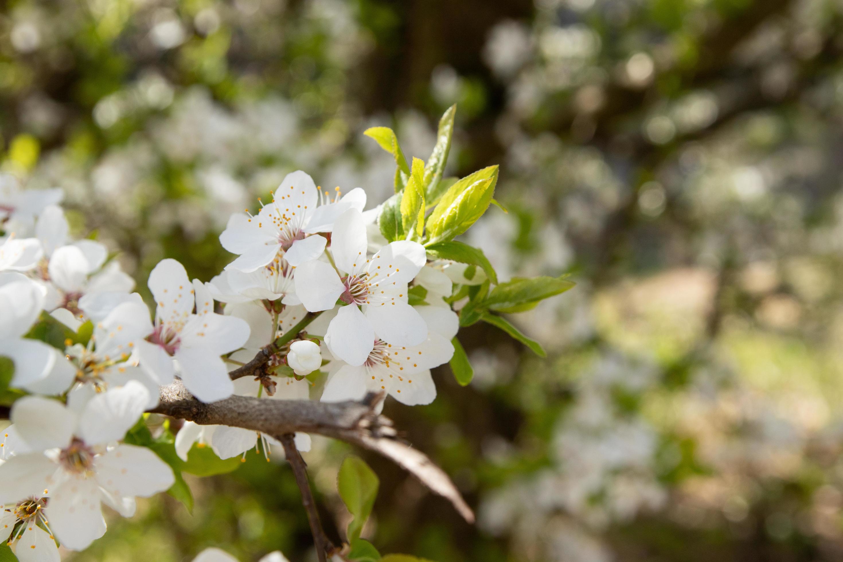 Spring bloom white flowers. Cherry blossom twigs Stock Free