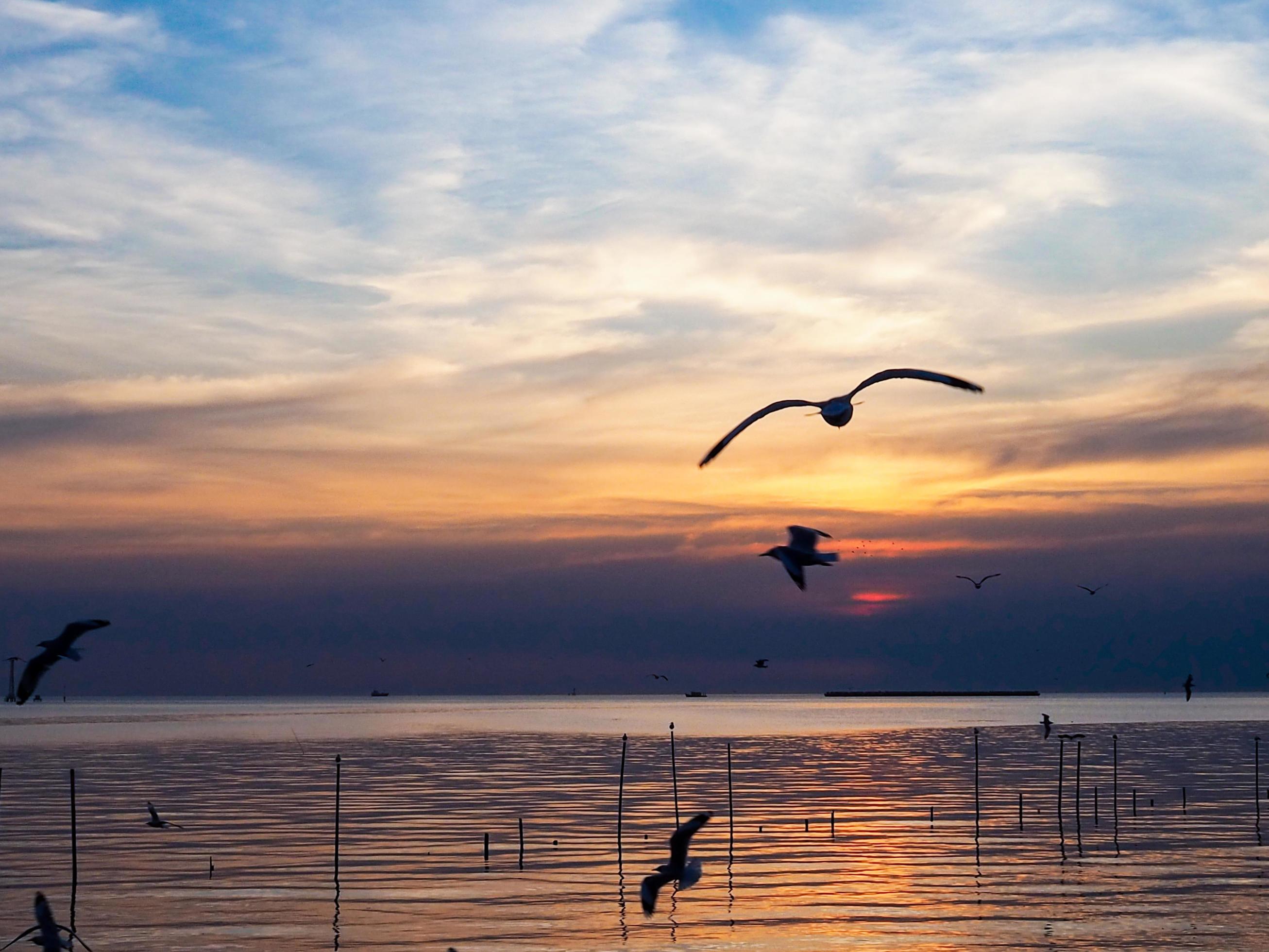 Flock of birds flies above the sea surface. Bird flying back to nest in natural sea and golden sky background during beautiful sunset. Stock Free