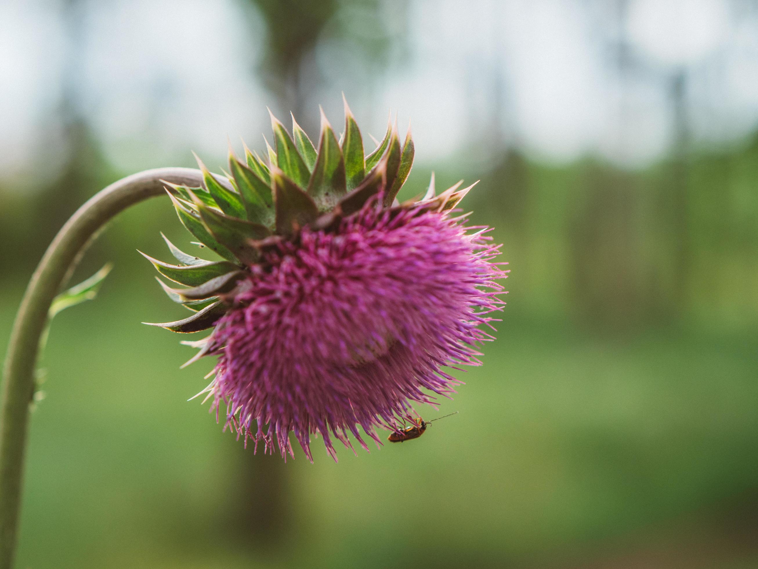 close-up of a thistle flower. Pink prickly plumeless thistle flower Stock Free