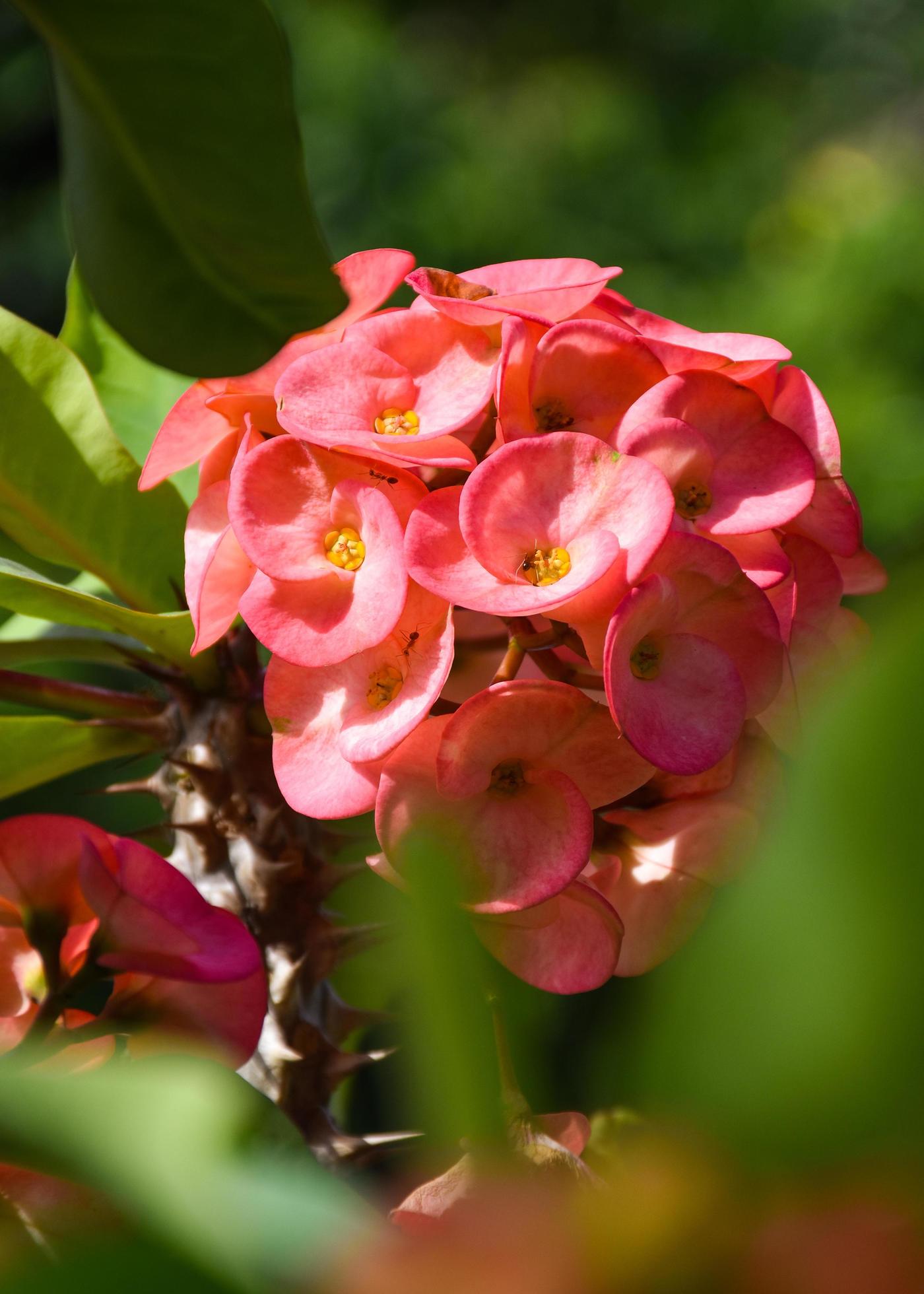 red cactus flowers blooming in the morning in garden in thailand Stock Free