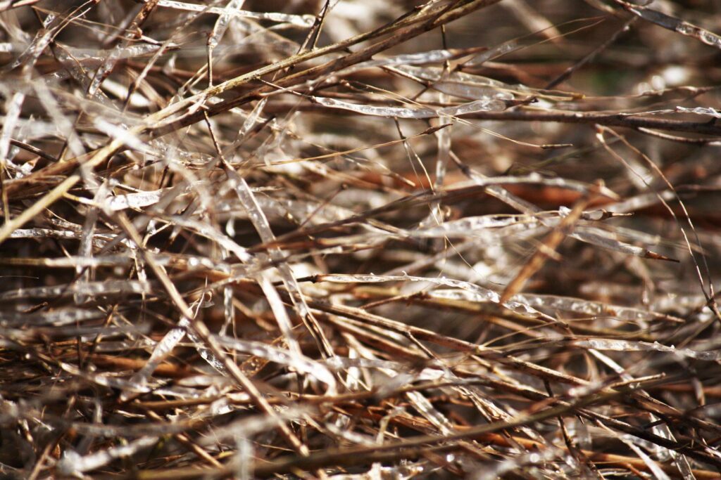 Dry leaf on brunch with sunlight in nature park and forest Stock Free