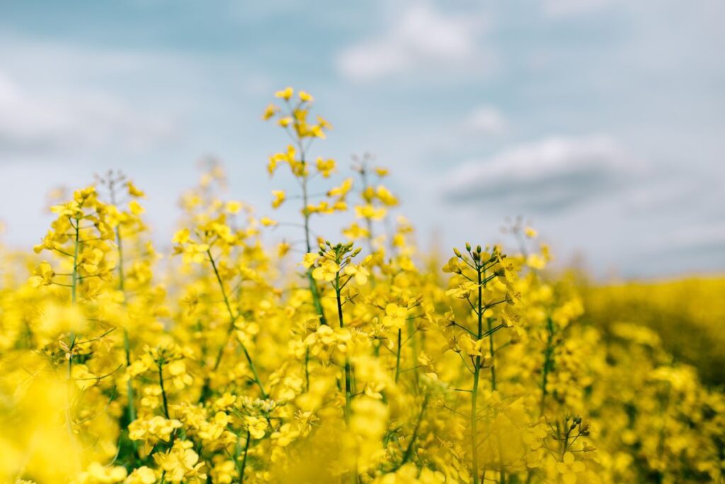 Rape field on a sunny day Stock Free