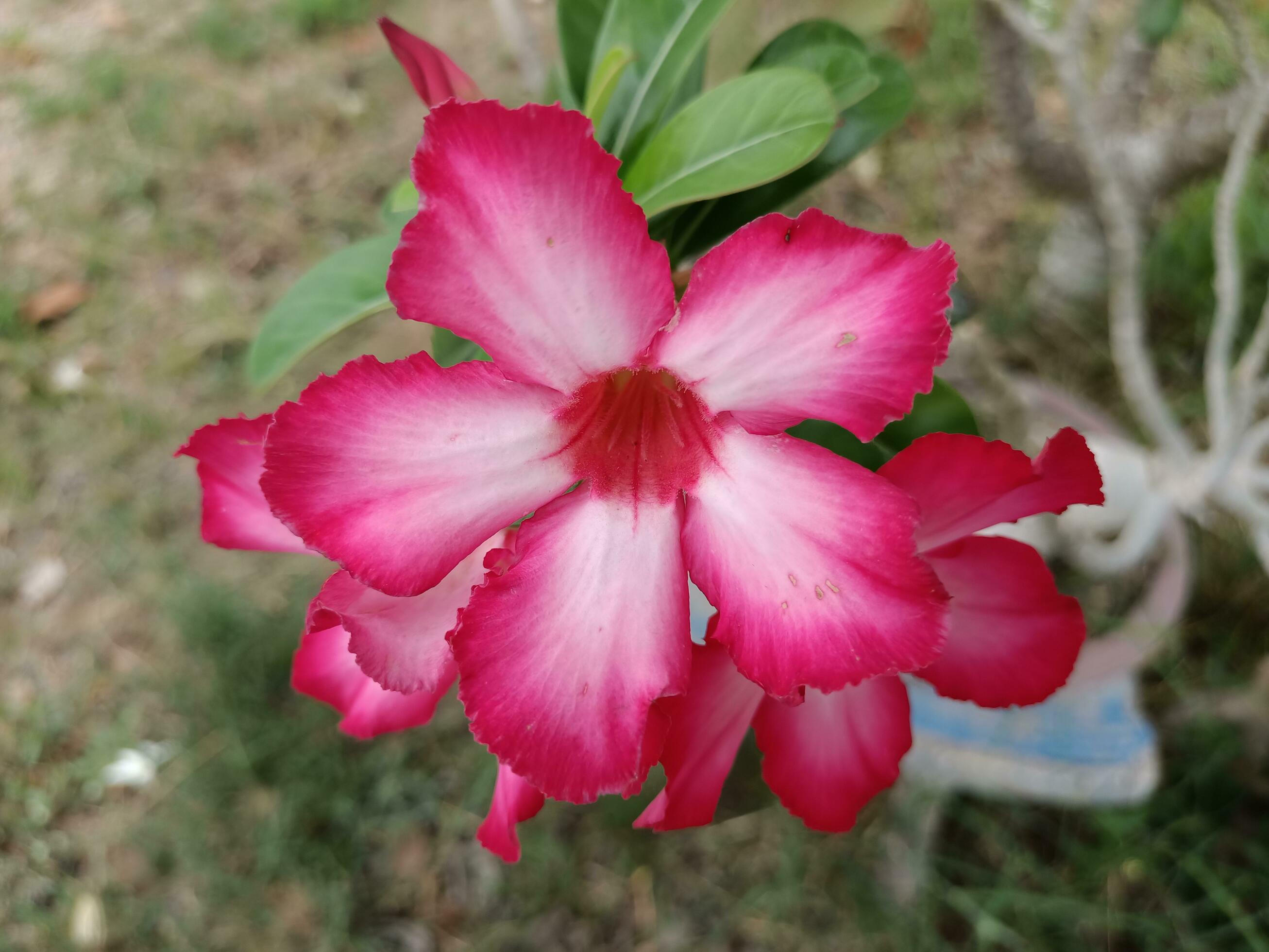 photo of fresh pink azalea flowers Stock Free