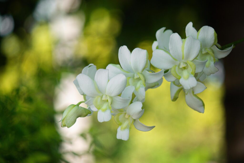 eautiful white orchid flowers nature background For various design work Stock Free