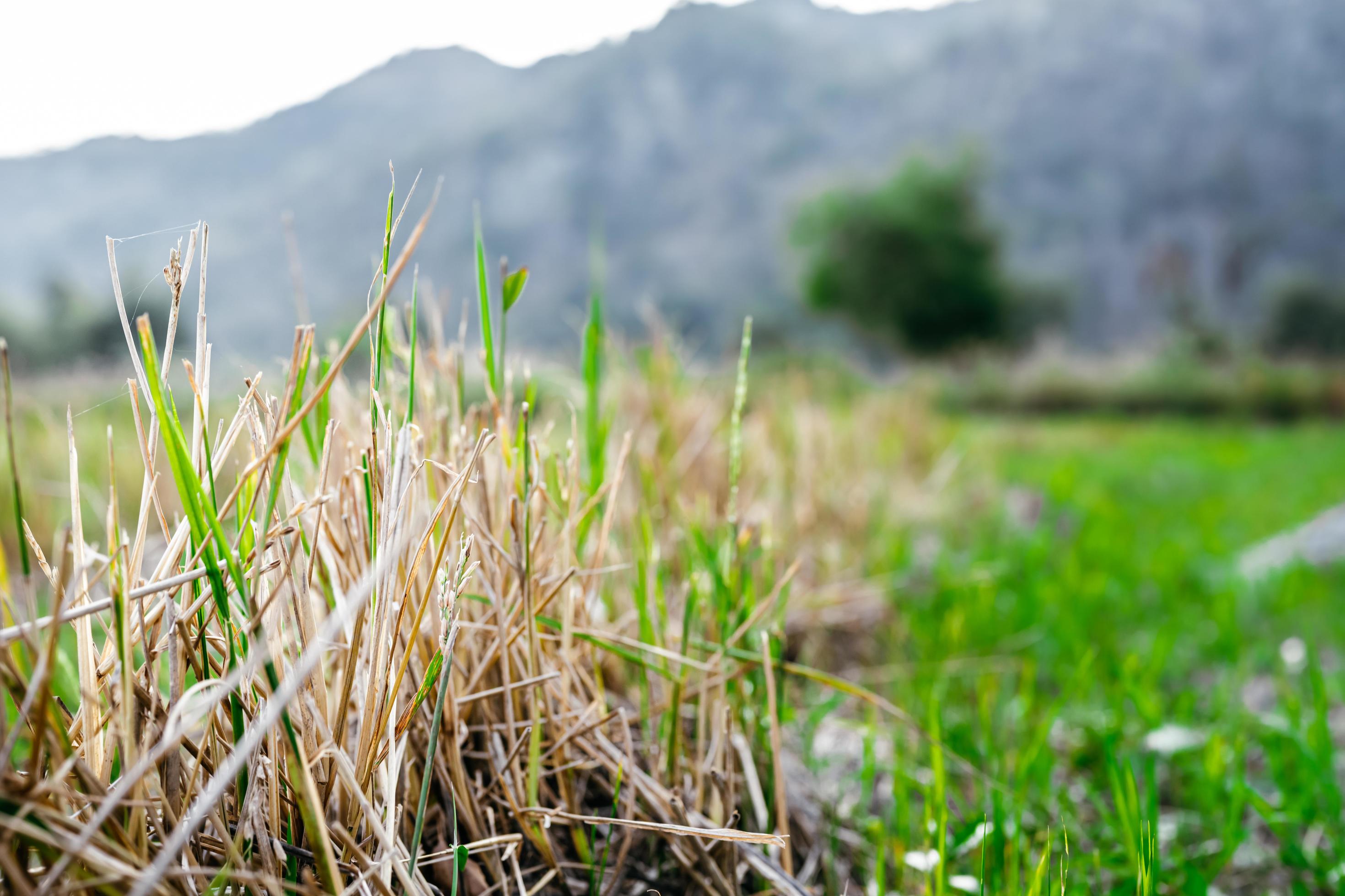 Natural background. Close-up of harvested rice plants. Surrounded by mountains. Empty space to enter text. Stock Free