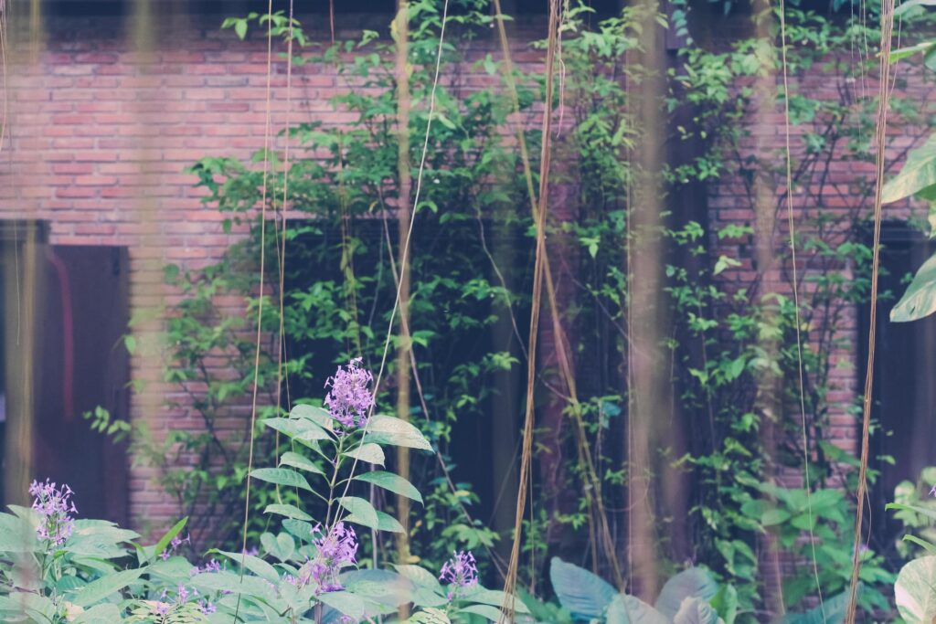 Beautiful Violet flowers in the garden and brick building background Stock Free