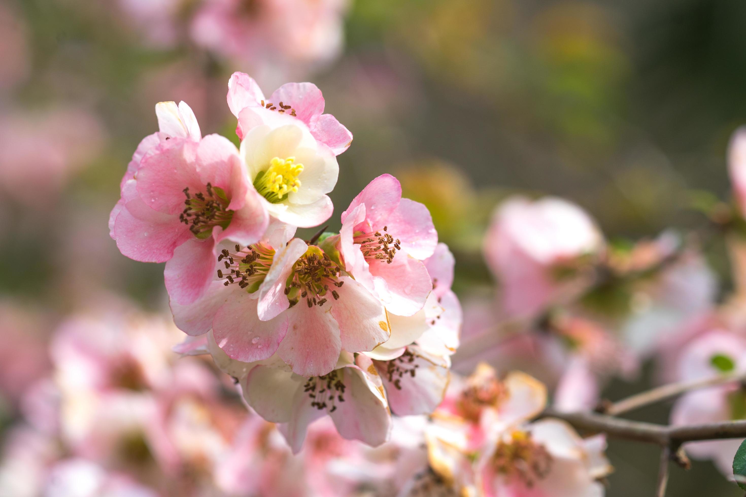 Close-up of chaenomeles japonica, or Japanese quince or Maule’s quince flowers with a blurred background Stock Free