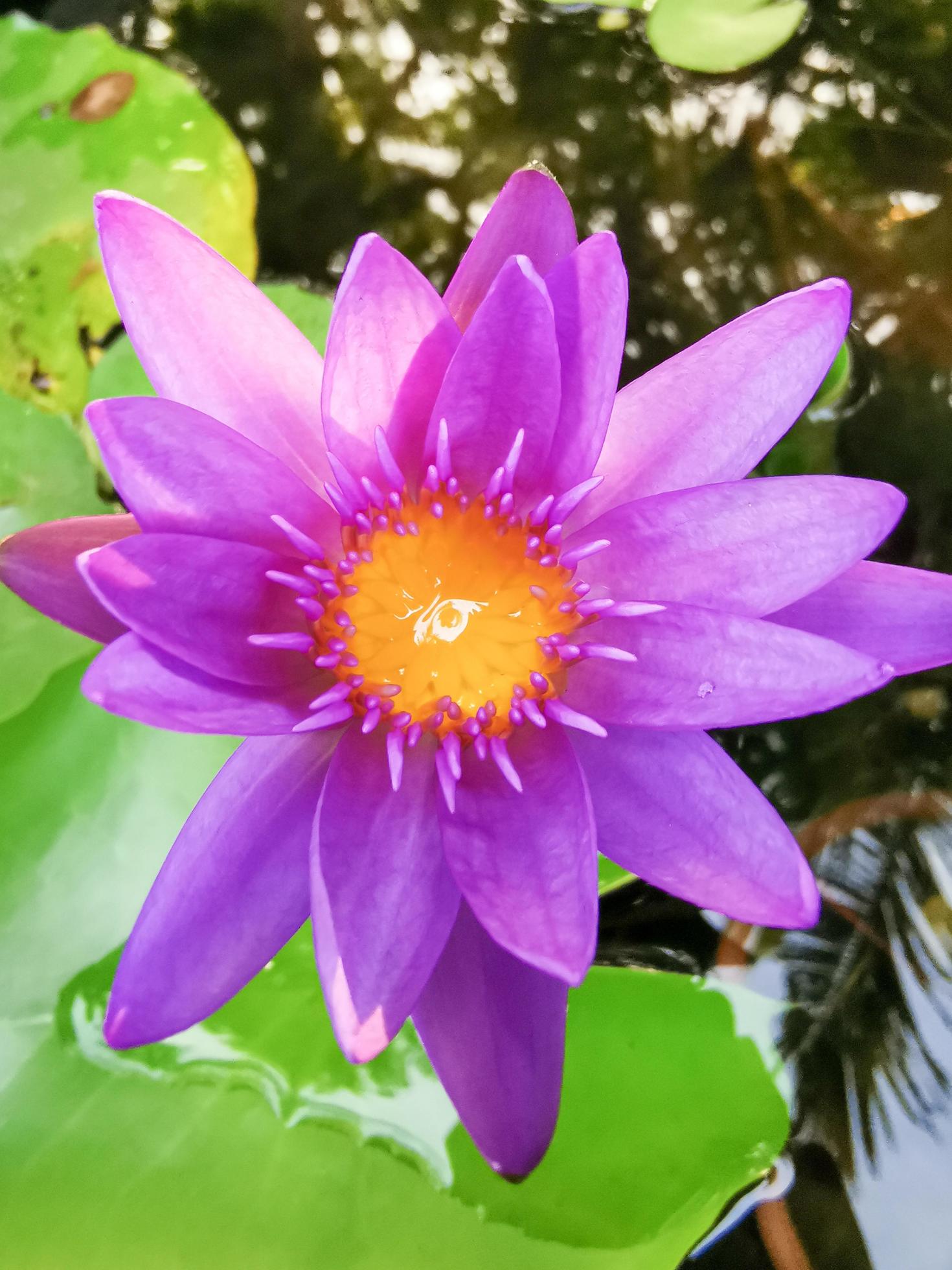 Blooming lotus, pinkish purple with yellow stamens It’s a beautiful flower, macro. Stock Free