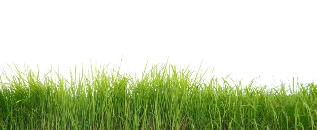 A cut-out of a clump of green tall grass on a white background with clipping paths. Stock Free