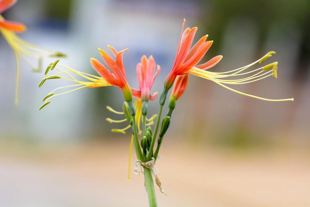 Close up of beautiful flower of eucrosia bicolor Stock Free