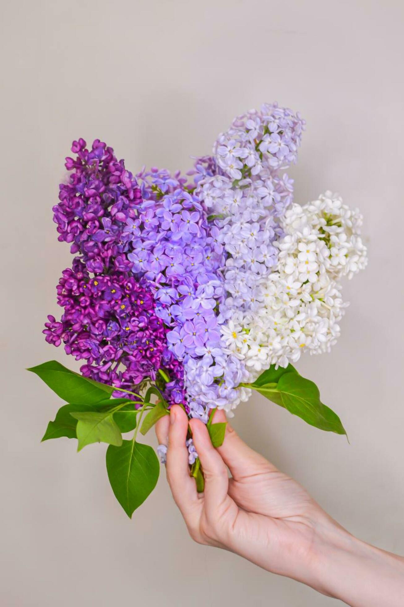 wild flowers for beautiful background Stock Free