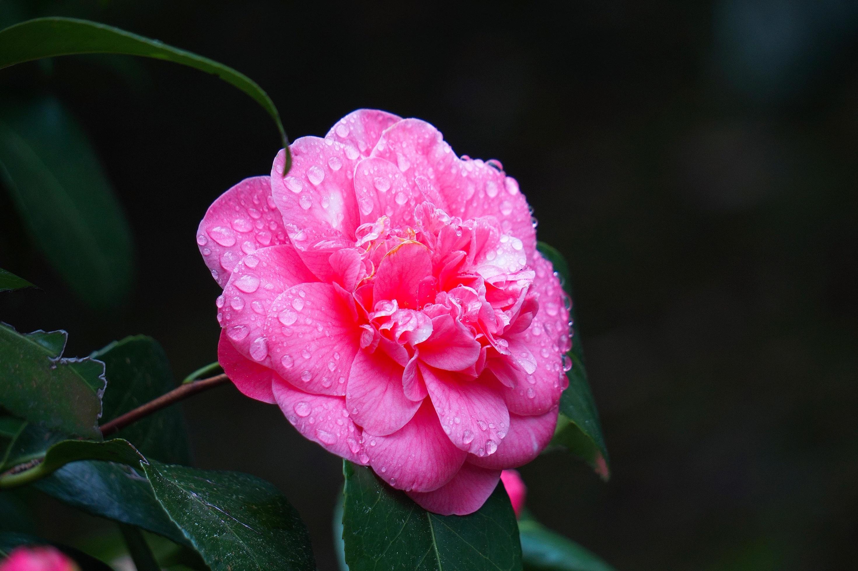 Beautiful pink flower plant in the garden in springtime Stock Free