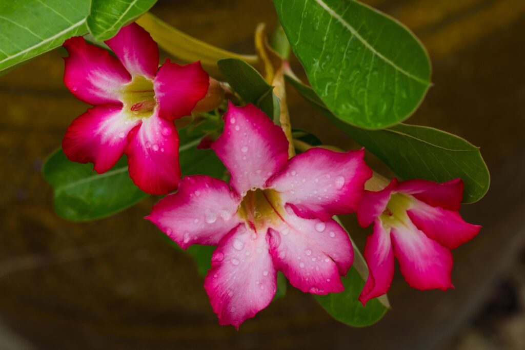 Azalea flower jars ground Stock Free