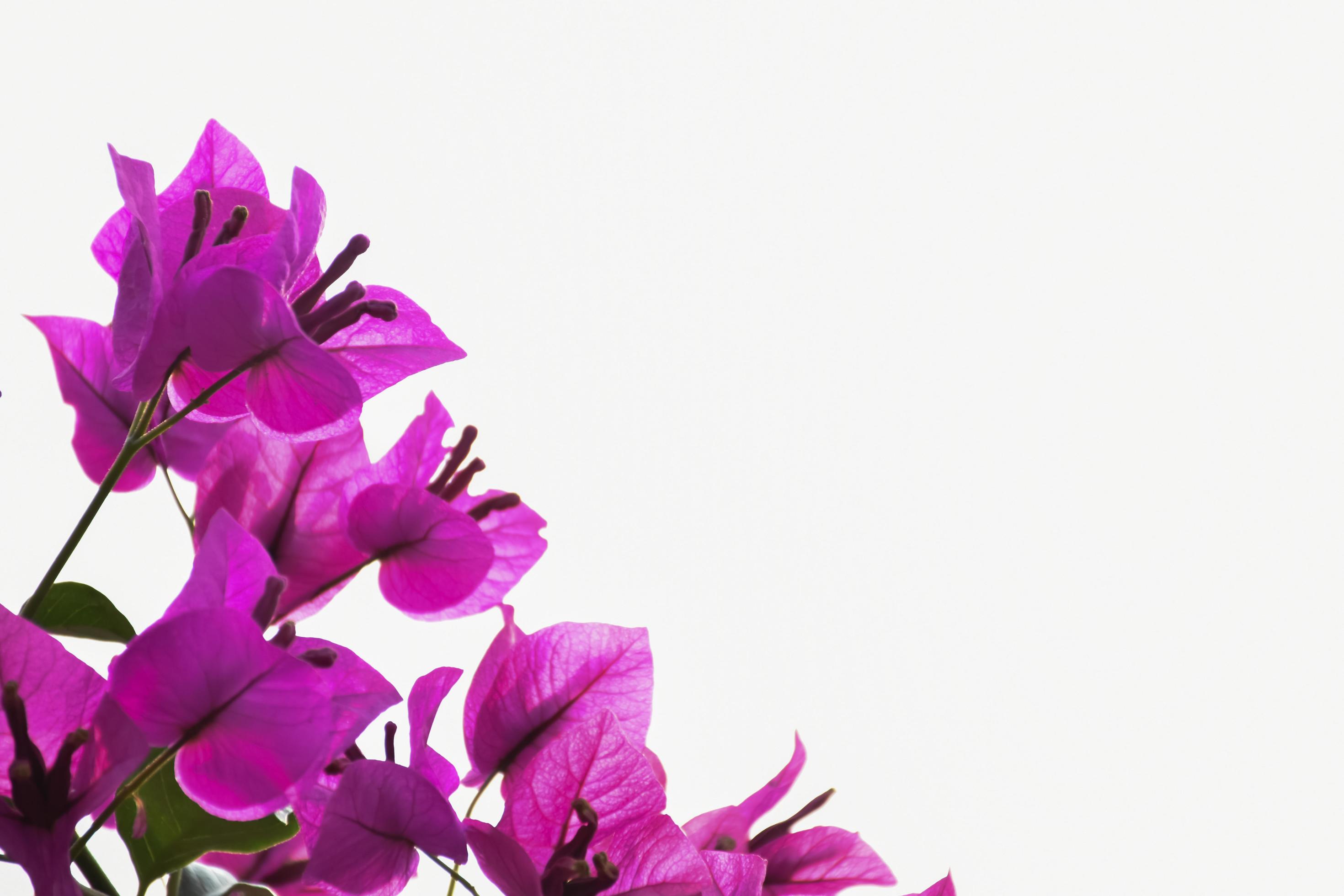 Bougainvillea flower in the morning with blurred background Stock Free