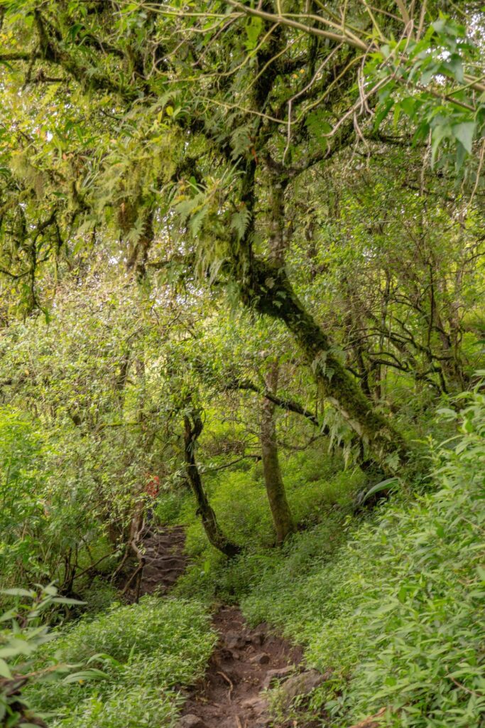 The way going to deep forest when spring time. The photo is suitable to use for adventure content media, nature poster and forest background. Stock Free