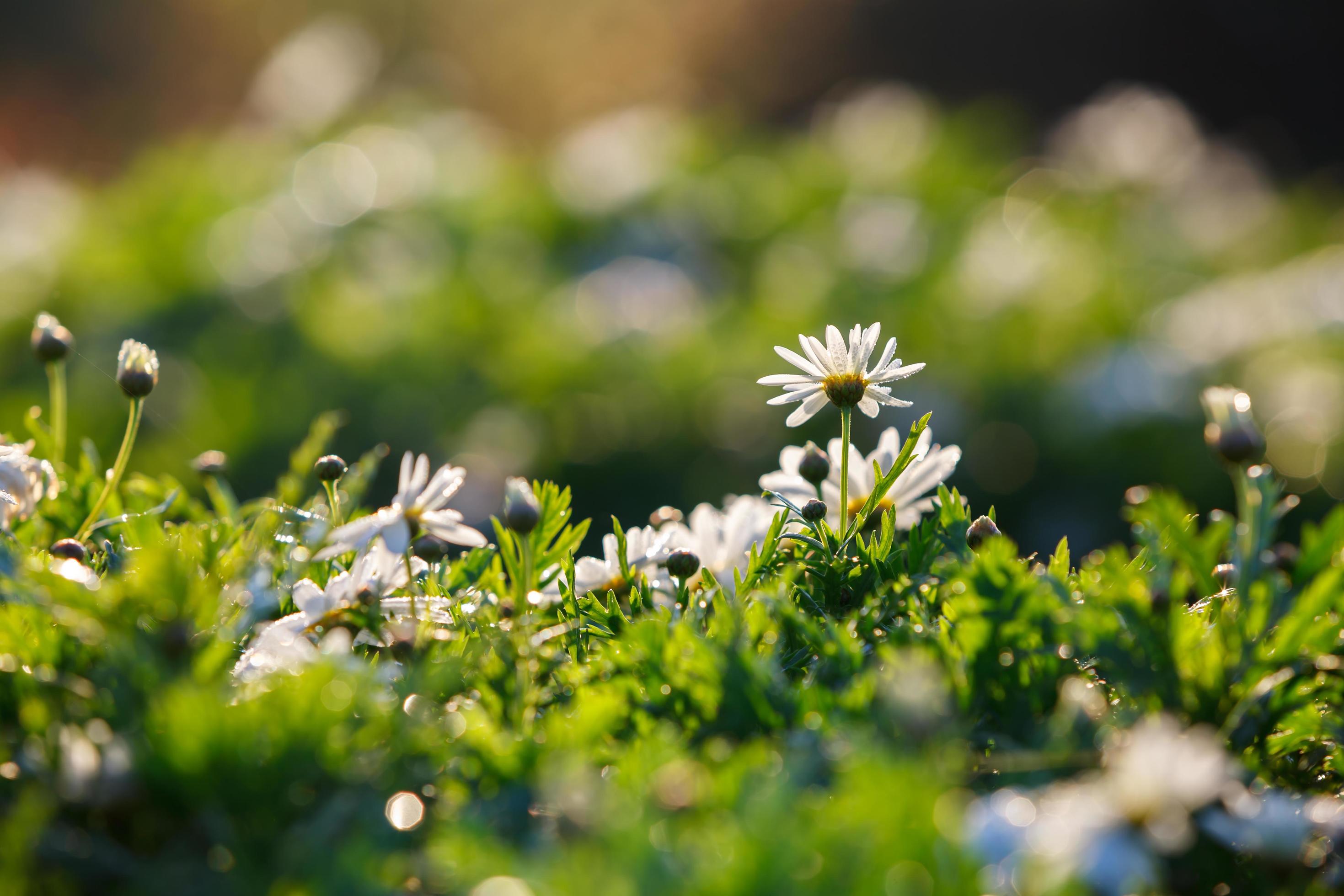 Beautiful white chrysanthemum flowers with bokeh in morning Stock Free