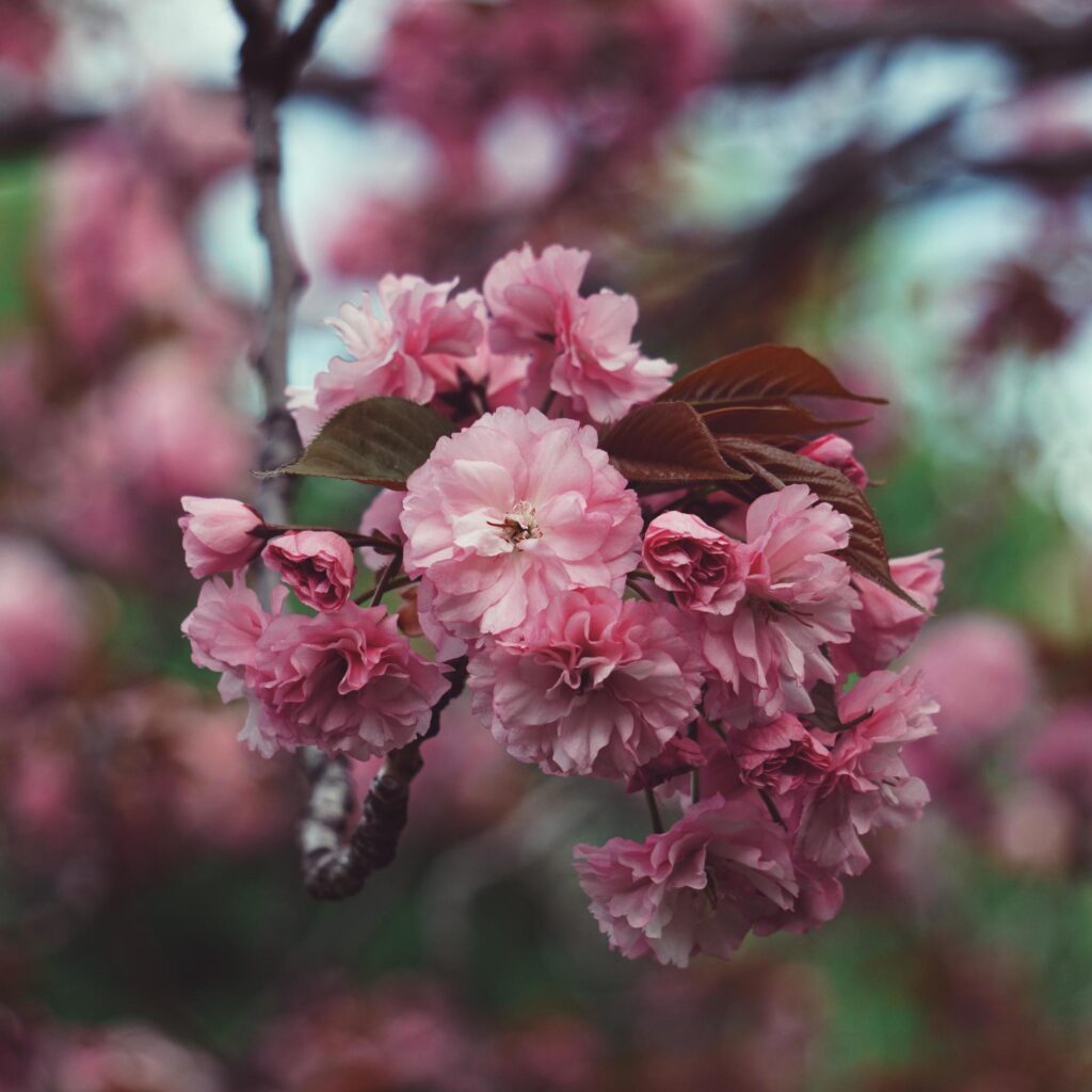 Romantic pink flowers in the garden in spring season Stock Free