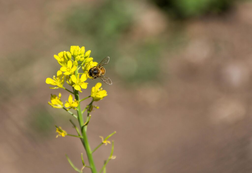 a close up of a bee on flowered mustard Stock Free