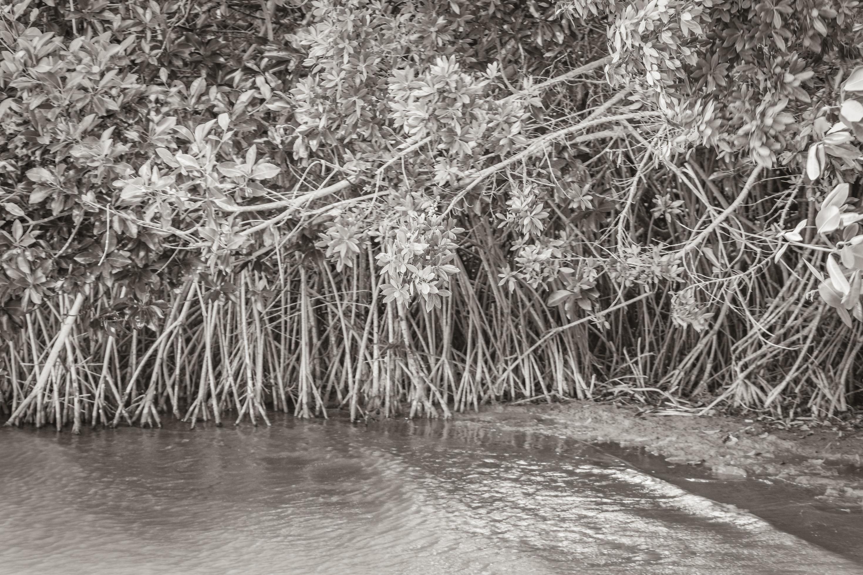 Muyil Lagoon panorama view landscape nature mangrove trees Mexico. Stock Free