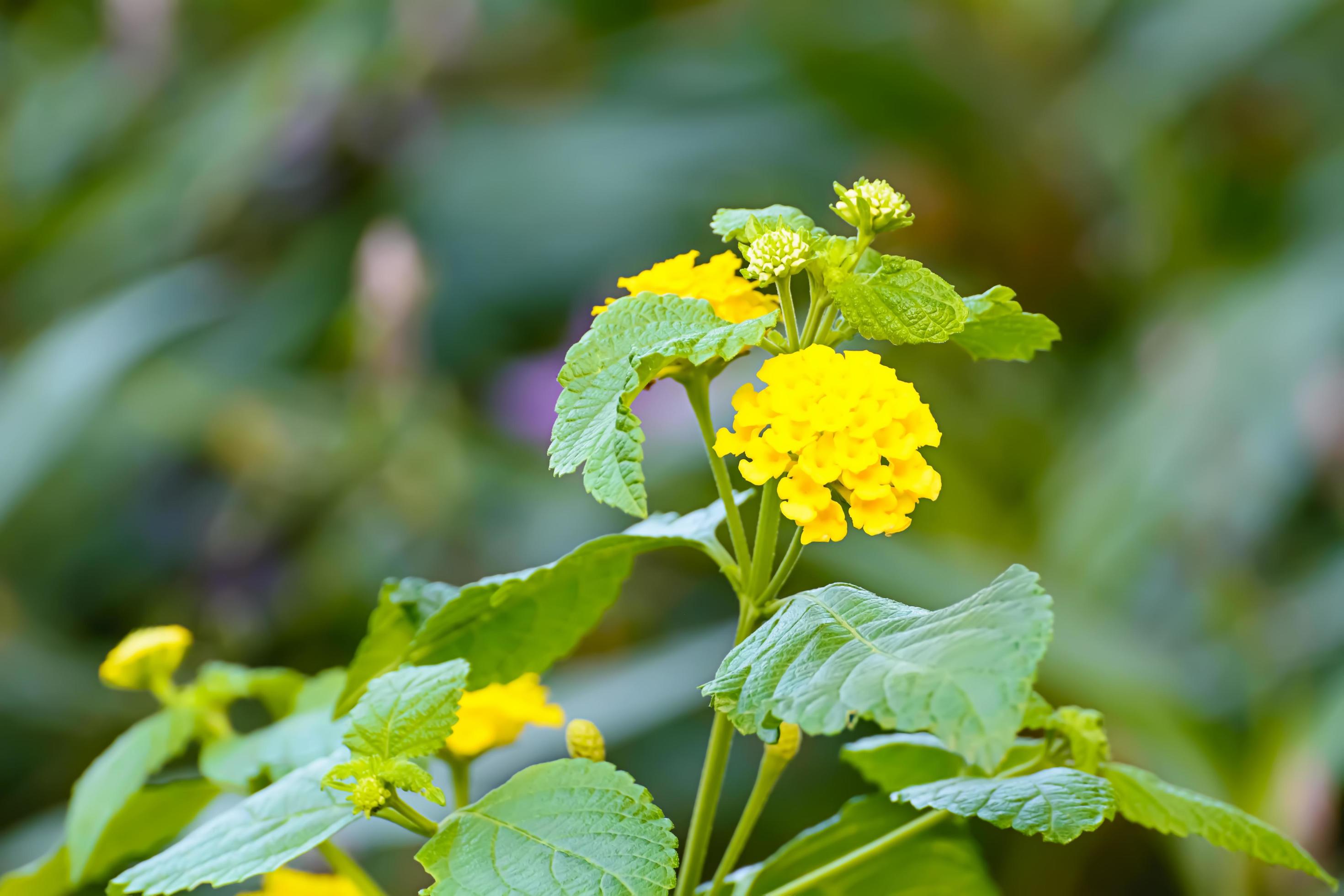 The flowers are beautiful and refreshing. Its beautiful Stock Free