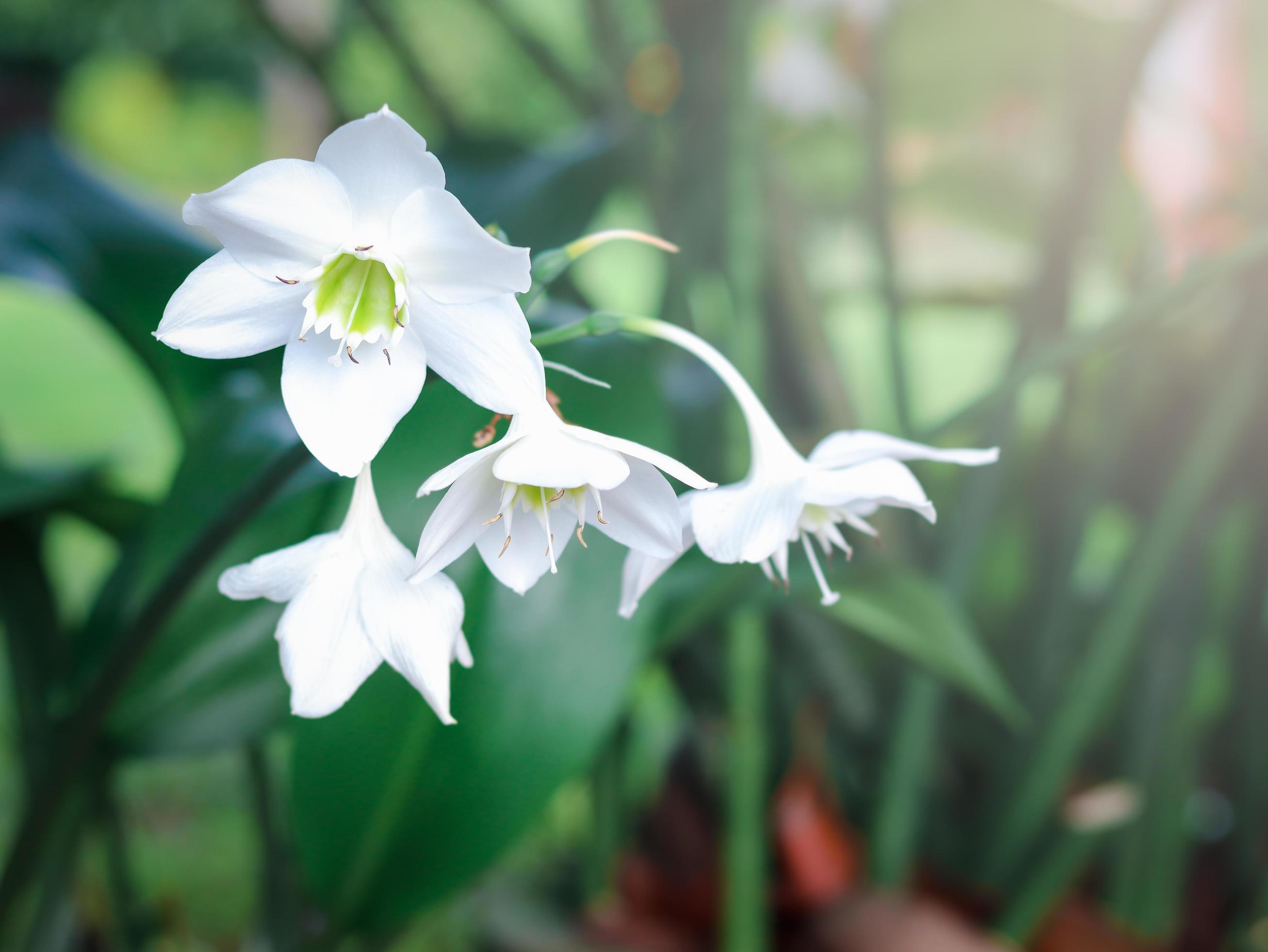 Amazon lily, Eucharis lily, Eucharis grandiflora, beautiful white flowers of a tropical plant with green leaves blooming in summer garden Stock Free