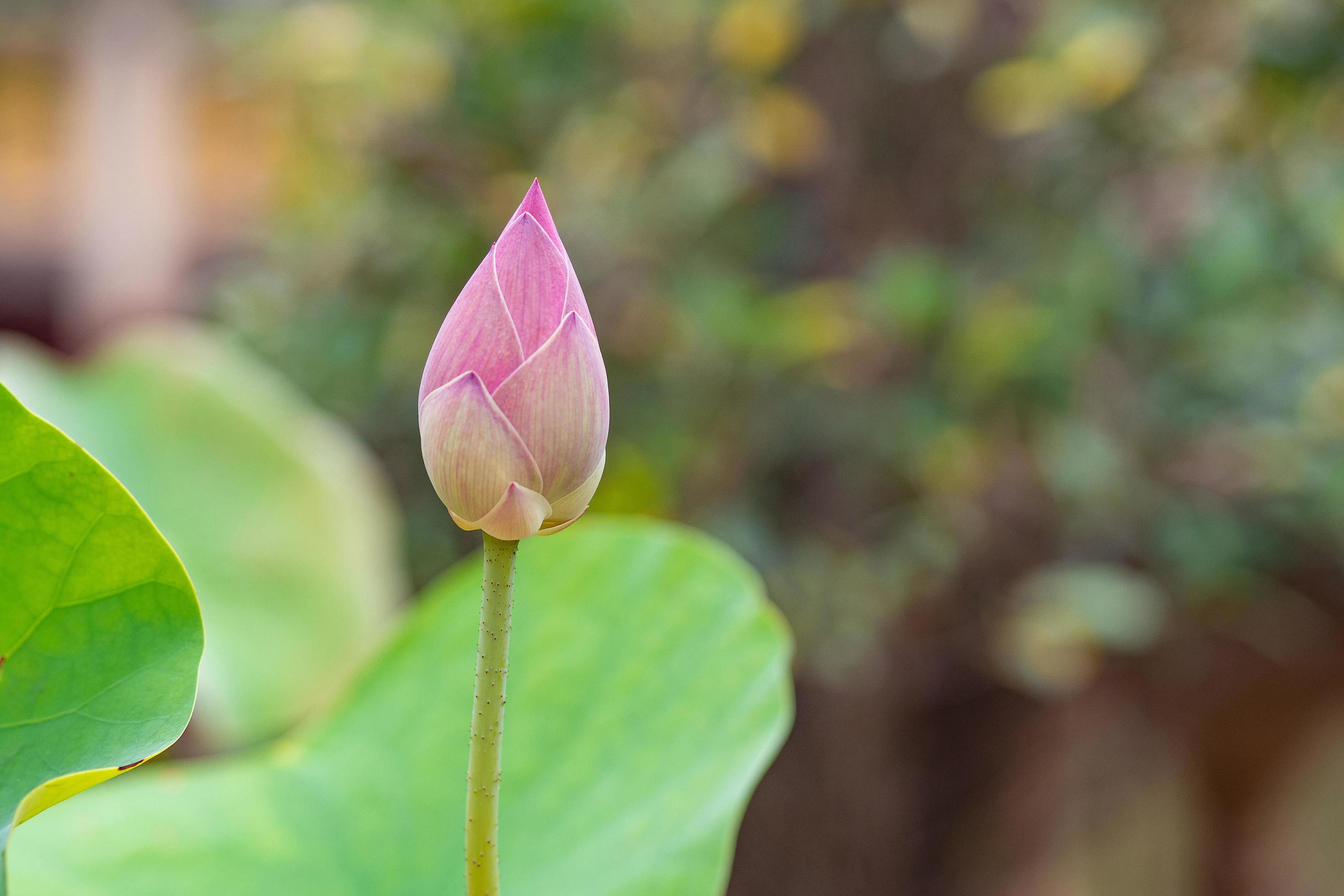 One pink bud lotus flower with nature background Stock Free