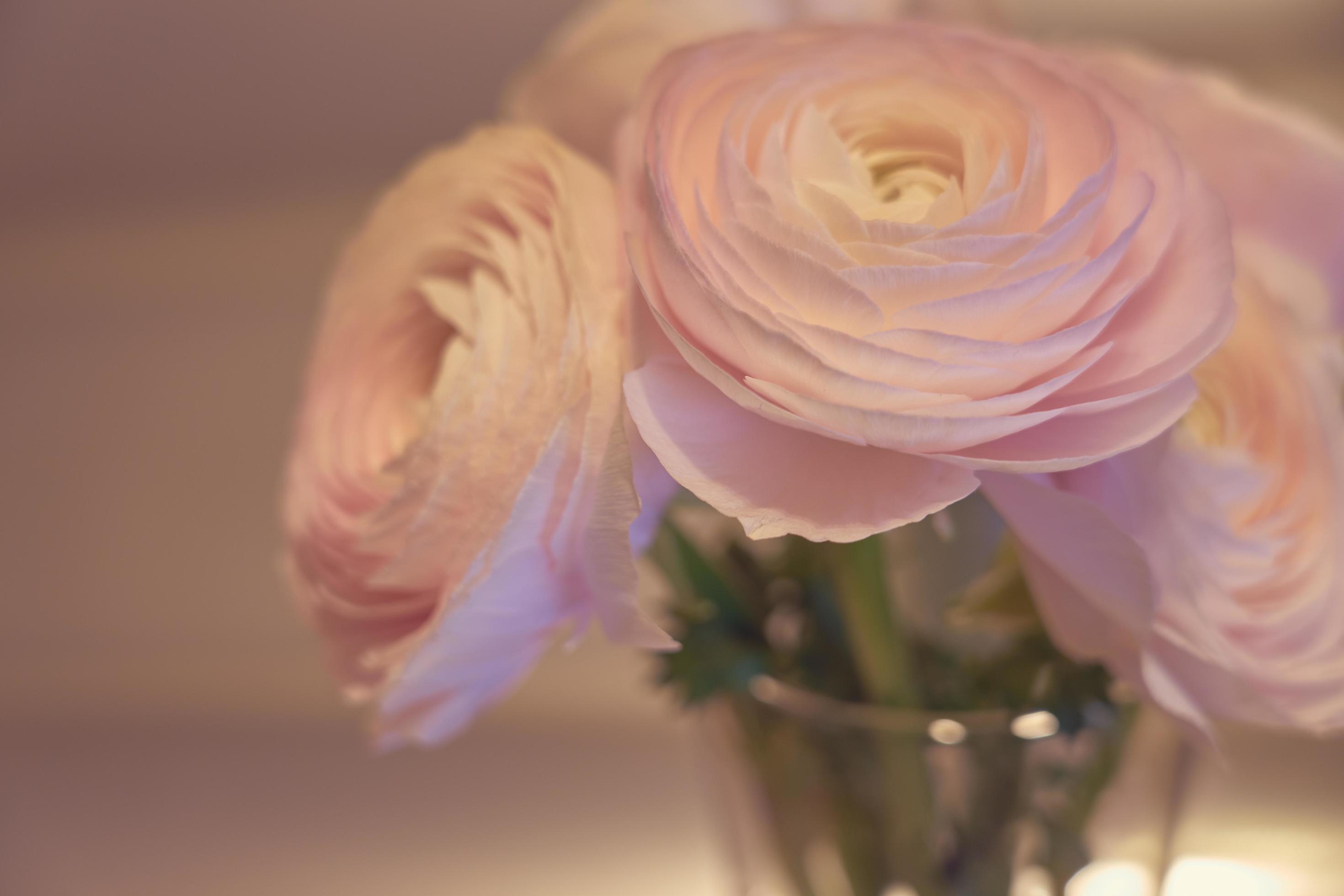 Pink Ranunculus flowers close up in a vase with a blurred background Stock Free