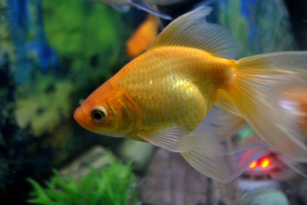 
									Gold Fish Stock Free